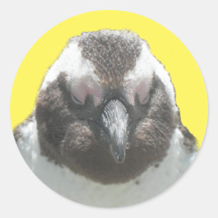 南アフリカペンギン顔シール ラウンドシール