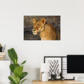 南アフリカライオン ポスター (ホームオフィス)