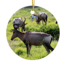 南アフリカ共和国のサファリのアフリカのカモシカ