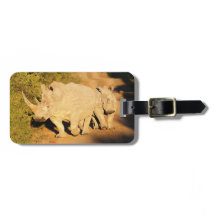 南アフリカ共和国の母および子牛の白いサイ