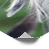 南アフリカ共和国の鳥の秘書の写真 ポスター (角)