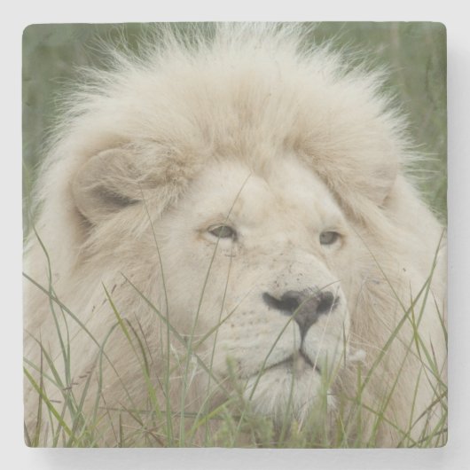 南アフリカ共和国、東のロンドン、私用Inkwenkwezi ストーンコースター (正面)