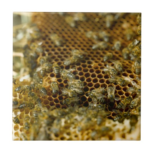 南アフリカ共和国 西ケープ州の巣箱の中のミツバチ タイル (正面)
