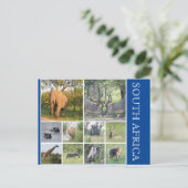 南アフリカ動物 ポストカード (スタンド正面)