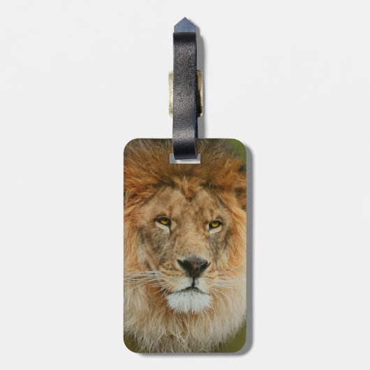 南アフリカ威厳のあるライオン ラゲッジタグ (裏面縦)