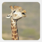 南アフリカ産キリン(Giraffa camelopardalis) スクエアシール (正面)