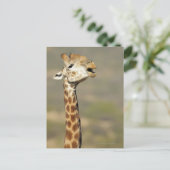 南アフリカ産キリン(Giraffa camelopardalis) ポストカード (スタンド正面)