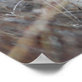 南アフリカ白獅子休息 ポスター (角)