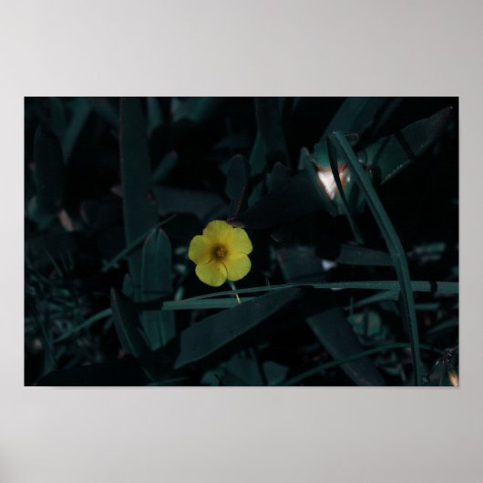 南アフリカ緑の黄色の先住民花 ポスター (正面)