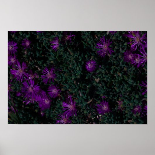 南アフリカ緑紫色の多肉性の花 ポスター (正面)