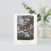 南アフリカ西海岸の野生の花 ポストカード (スタンド正面)
