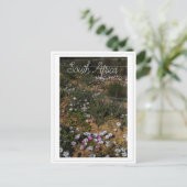 南アフリカ西海岸の野生の花 ポストカード (スタンド正面)