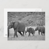 南アフリカ象の科 ポストカード (正面/裏面)