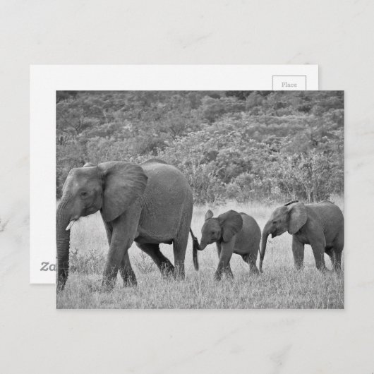 南アフリカ象の科 ポストカード (正面/裏面)