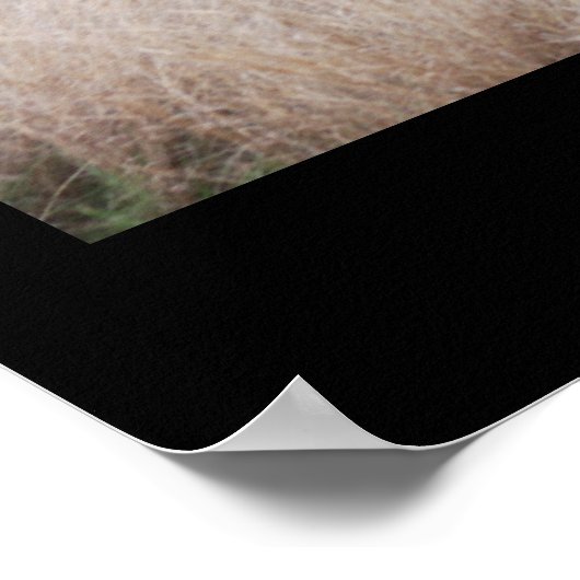 南アフリカ象 ポスター (角)