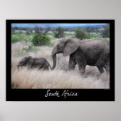 南アフリカ象 ポスター (正面)