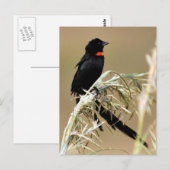 南アフリカ赤色未亡人 ポストカード (正面/裏面)