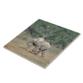 南アフリカ、アドー・エレファント・ナットル公園。ベビー タイル (側面)