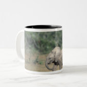 南アフリカ、アドー・エレファント・ナットル公園。ベビー ツートーンマグカップ (正面左)