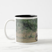 南アフリカ、アドー・エレファント・ナットル公園。ベビー ツートーンマグカップ (左)