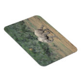 南アフリカ、アドー・エレファント・ナットル公園。ベビー マグネット (右側)