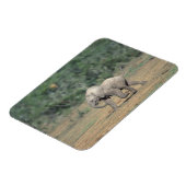 南アフリカ、アドー・エレファント・ナットル公園。ベビー マグネット (左側)