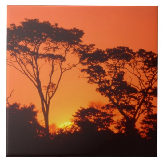 南アフリカ　アフリカの夕日 タイル (正面)