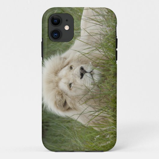南アフリカ、イースト・ロンドン、Inkwenkwezi Private Case-Mate iPhoneケース (裏面)