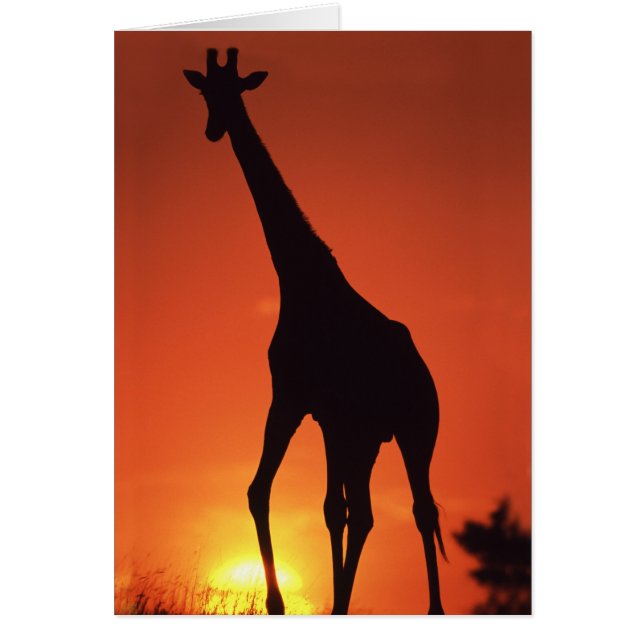 南アフリカ、クルーガー国立公園 キリン (Giraffa (正面)