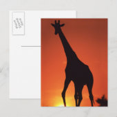 南アフリカ、クルーガー国立公園 キリン (Giraffa ポストカード (正面/裏面)