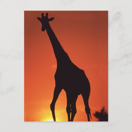 南アフリカ、クルーガー国立公園 キリン (Giraffa ポストカード (正面)