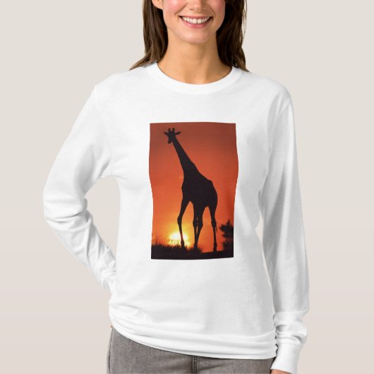 南アフリカ、クルーガー国立公園 キリン (Giraffa Tシャツ (正面)