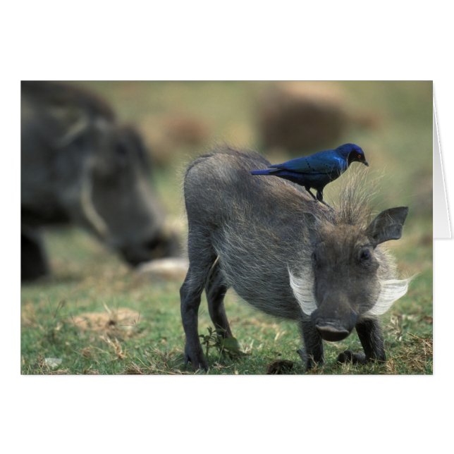 南アフリカ、ピラネスバーグGR、ワルソグ (正面横)