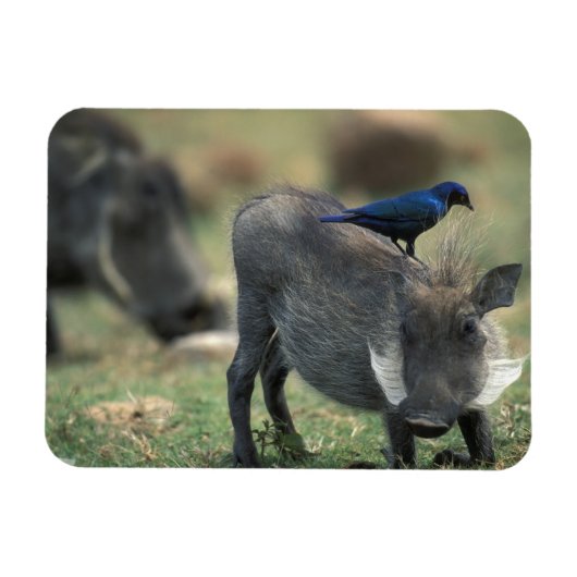 南アフリカ、ピラネスバーグGR、ワルソグ マグネット (横)