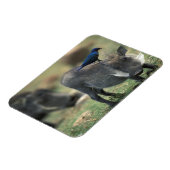 南アフリカ、ピラネスバーグGR、ワルソグ マグネット (左側)