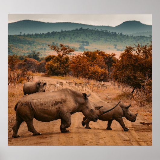 南アフリカ、ピラネズバーグ保護区、Rhino Family ポスター (正面)