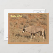 南アフリカ ポストカード (正面/裏面)