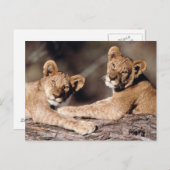 南アフリカ、ライオンの仔 ポストカード (正面/裏面)