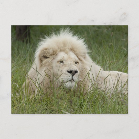 南アフリカ、東ロンドン、Inkwenkwezi Private ポストカード (正面)