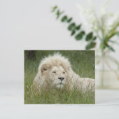 南アフリカ、東ロンドン、Inkwenkwezi Private ポストカード (スタンド正面)