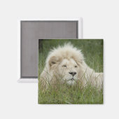 南アフリカ、東ロンドン、Inkwenkwezi Private マグネット (正面/裏面)