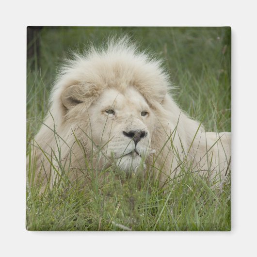 南アフリカ、東ロンドン、Inkwenkwezi Private マグネット (正面)