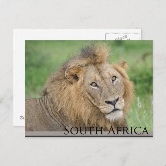 南アフリカ – 雄ライオン ポストカード (正面/裏面)