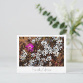 南アフリカVelddrifウエストコースト野生の花 ポストカード (スタンド正面)