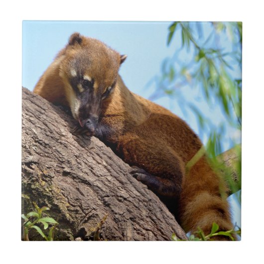 南アメリカのコアティの木 タイル (正面)