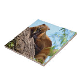 南アメリカのコアティの木 タイル (側面)