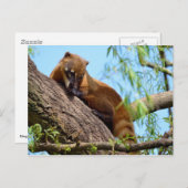 南アメリカのコアティの木 ポストカード (正面/裏面)