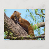 南アメリカのコアティの木 ポストカード (正面)