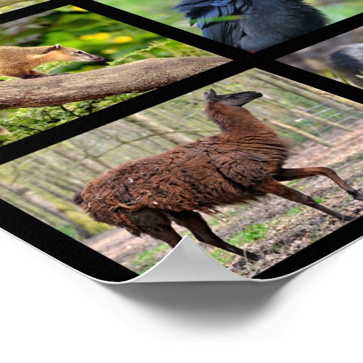 南アメリカの動物のモザイク写真 ポスター (角)