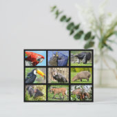 南アメリカの動物のモザイク写真 ポストカード (スタンド正面)